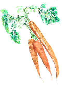 Zanahoria decorativa